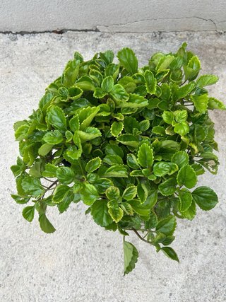 Planta del dinero