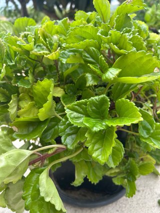 Planta del dinero
