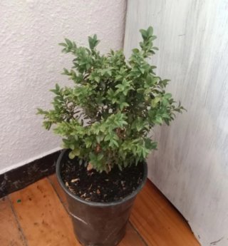 Semillas arbusto de boj