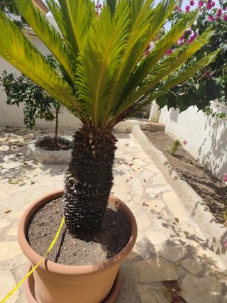 Palmera Sago en Maceta