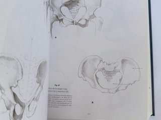 Escuela de dibujo de anatomía humana, animal, c...