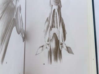 Escuela de dibujo de anatomía humana, animal, c...