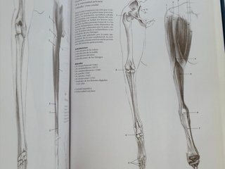 Escuela de dibujo de anatomía humana, animal, c...
