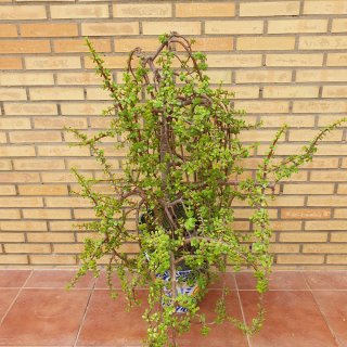 Planta Jade Grande