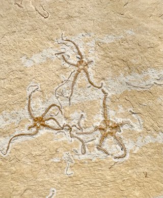 Ophiopetra lithographica en placa fósil