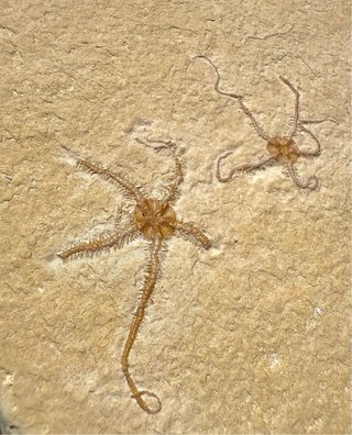 Ophiopetra lithographica en placa fósil