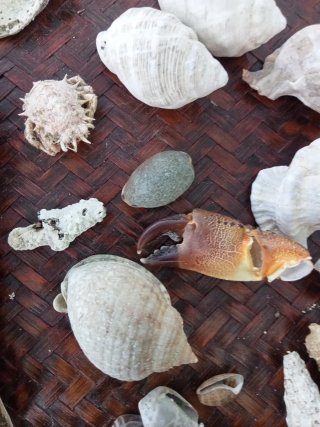 Lotto 60 conchiglie marine miste