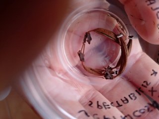 Semillas Nepenthes