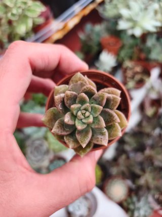 Graptoveria Melody 5.5cm