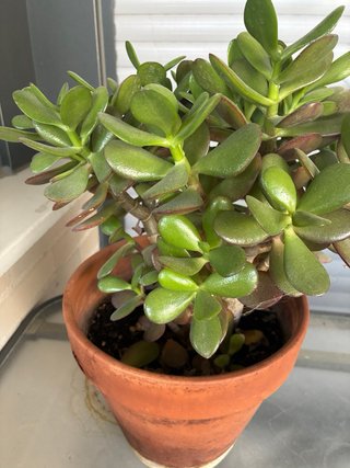 Planta Crassula Ovata (Jade)