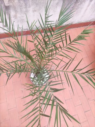Palmera de datil en maceta