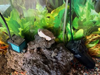 Acuario Pecera Negro con Decoración