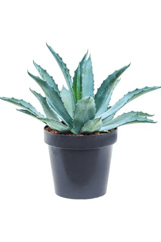 Planta Agave Americano, Agave Americano, pita