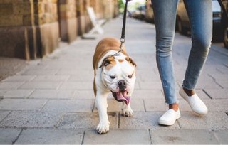 Paseo de mascotas :perritos