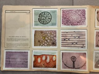 Album de cromos año 1967 Geo-Ciencias