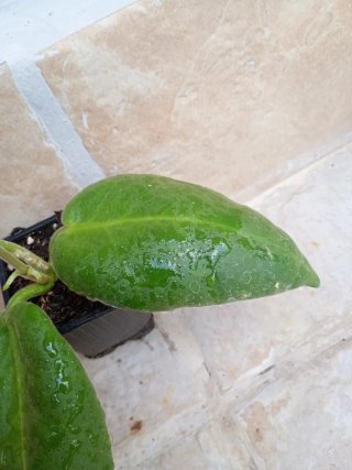 Hoya calycina Stargazer