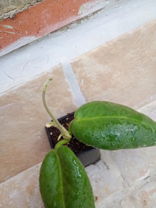 Hoya calycina Stargazer