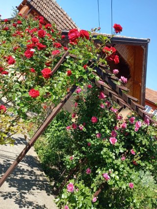 Jardinero especialista en tala de grandes árboles