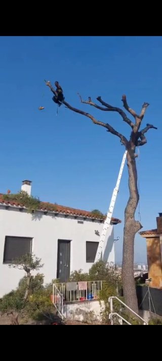 Jardinero especialista en tala de grandes árboles