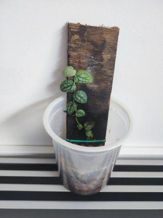Monstera Dubia Piantina