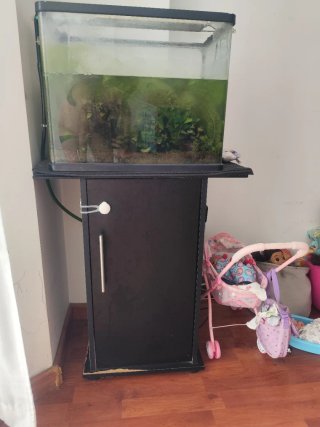 Acuario con plantas