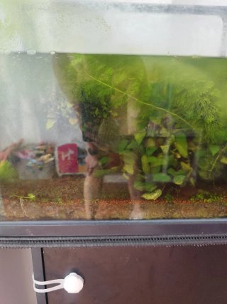Acuario con plantas
