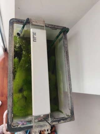 Acuario con plantas