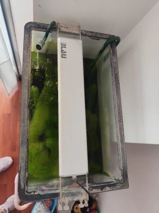 Acuario con plantas