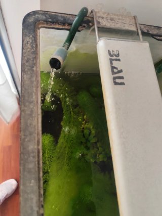 Acuario con plantas