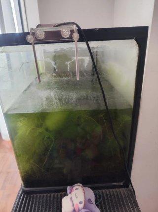 Acuario con plantas