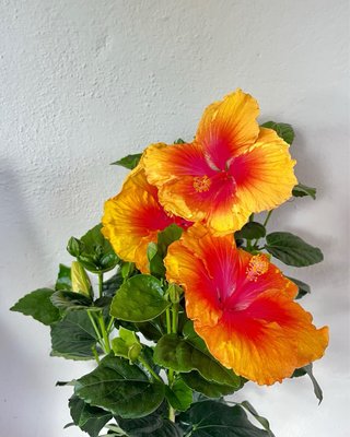 Hibiscus de colección