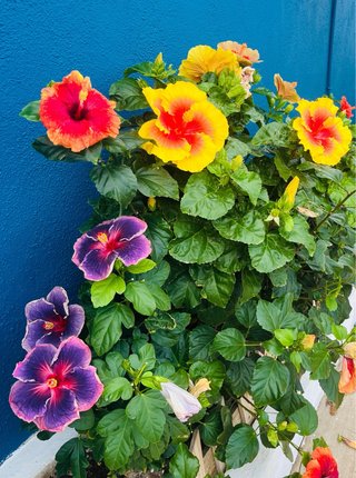 Hibiscus de colección