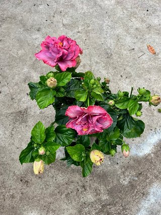 Hibiscus de colección