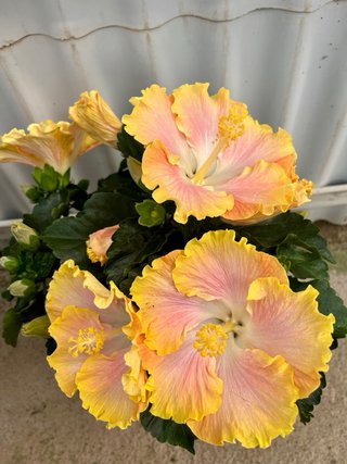 Hibiscus de colección