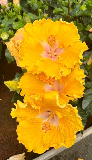 Hibiscus de colección