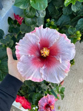 Hibiscus de colección