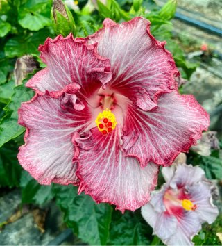 Hibiscus de colección