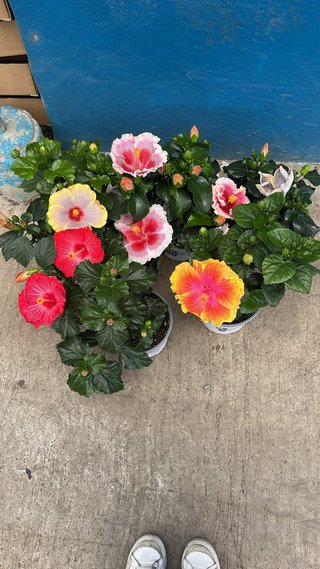 Hibiscus de colección