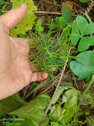 Planta Armeria
