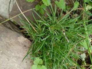 Planta Armeria