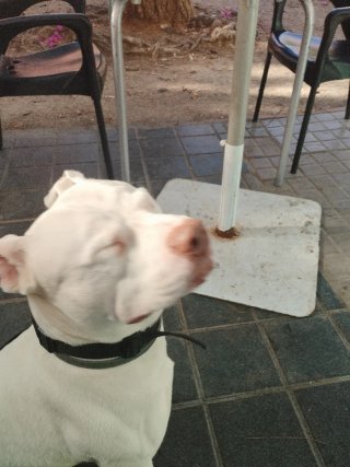 Paseadora de perros