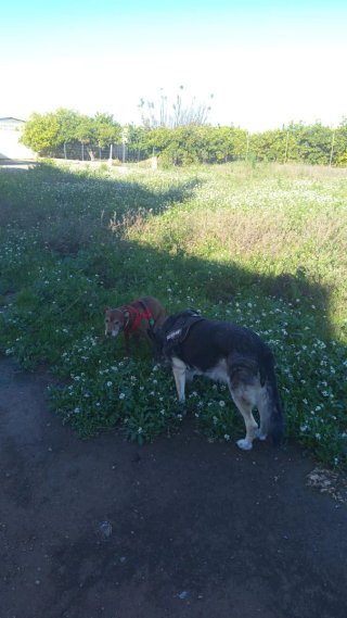 Paseadora de perros