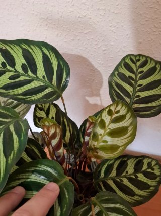 Calathea makoyana