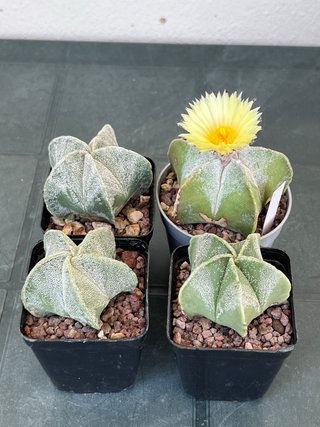 4x Astrophytum myriostigma fioriferi