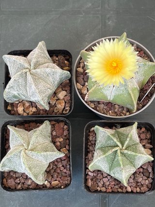 4x Astrophytum myriostigma fioriferi