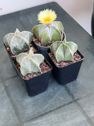 4x Astrophytum myriostigma fioriferi