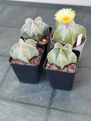 4x Astrophytum myriostigma fioriferi