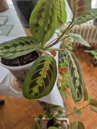 Maceta autorriego Maranta Leuconeura
