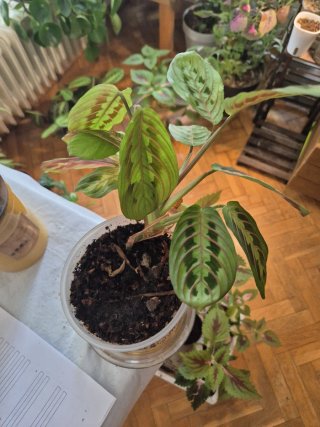 Maceta autorriego Maranta Leuconeura