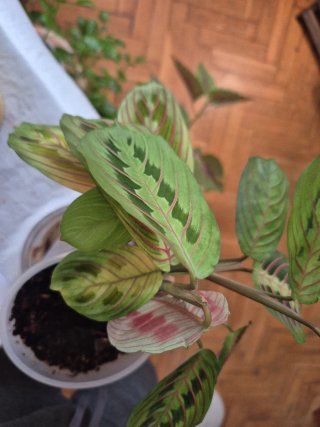 Maceta autorriego Maranta Leuconeura